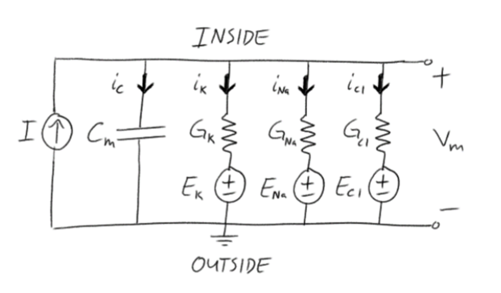 Solved Rc Circuit Model Of A Neuron Using The Rc Circuit Chegg Com