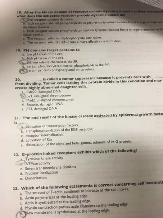 Solved After The Kinase Domain Of Receptor Protein-Tyrosine | Chegg.com