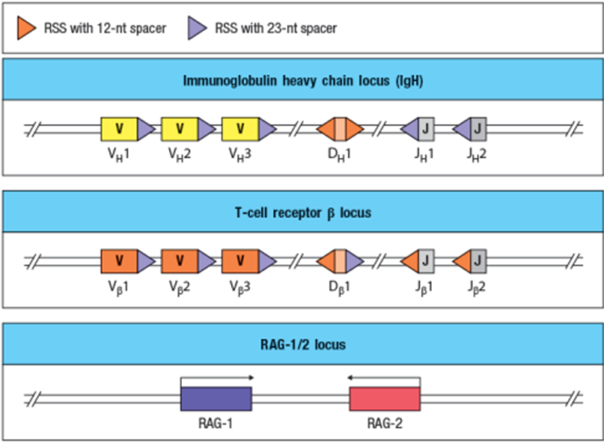 Solved: Immunodeficiency Diseases Arise When Individuals L ...
