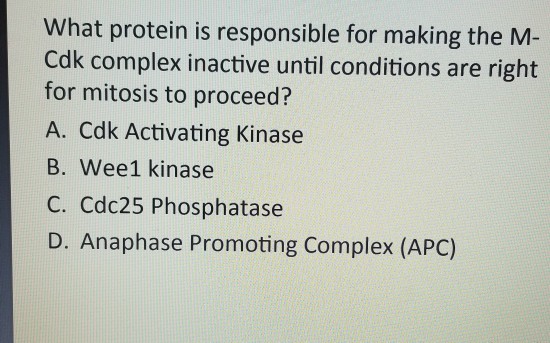 What protein is responsible for making the M Cdk complex inactive until conditions are right for mitosis to proceed? A. Cdk Activating Kinase B. Wee1 kinase C. Cdc25 Phosphatase D. Anaphase Promoting Complex (APC)