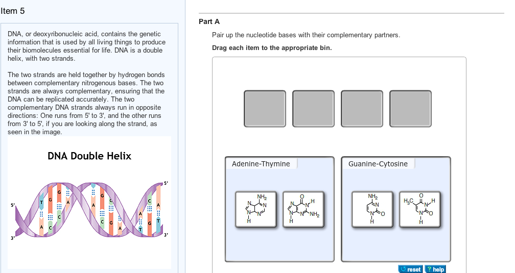 Shown In The Picture The Nucleotide Bases And Chegg Com