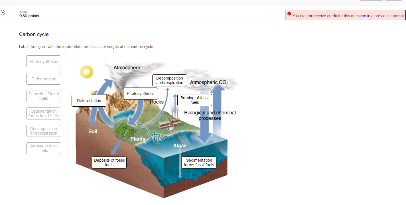 stages of the carbon cycle