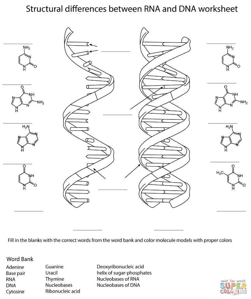 Solved Structural differences between RNA and DNA worksheet | Chegg.com