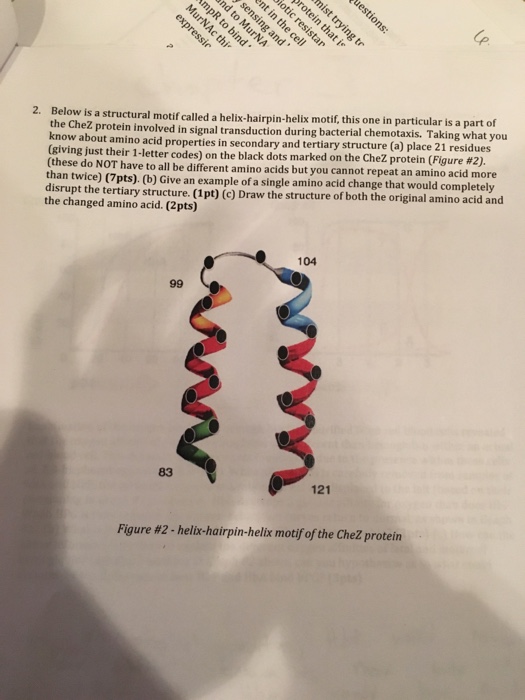 hairpin protein