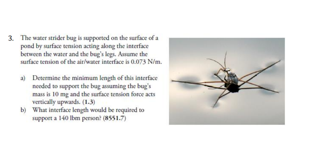 surface tension water strider