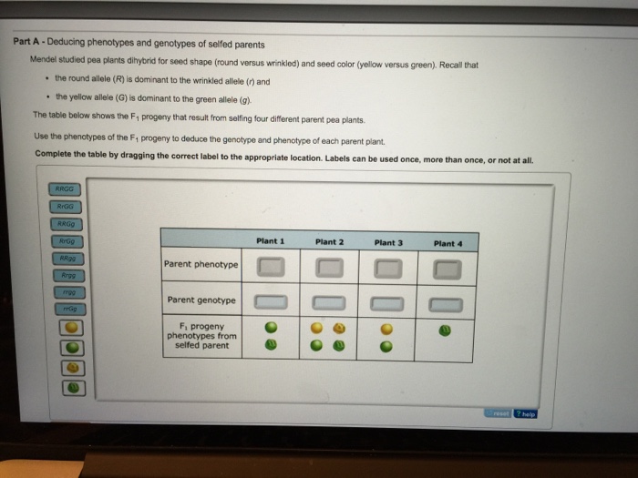 Deducing Phenotypes And Genotypes Of Surfed Parents Chegg Com