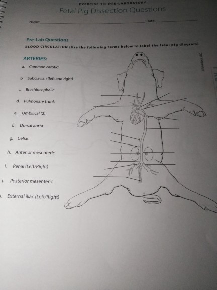 Fetal Pig Lab Guide Answers