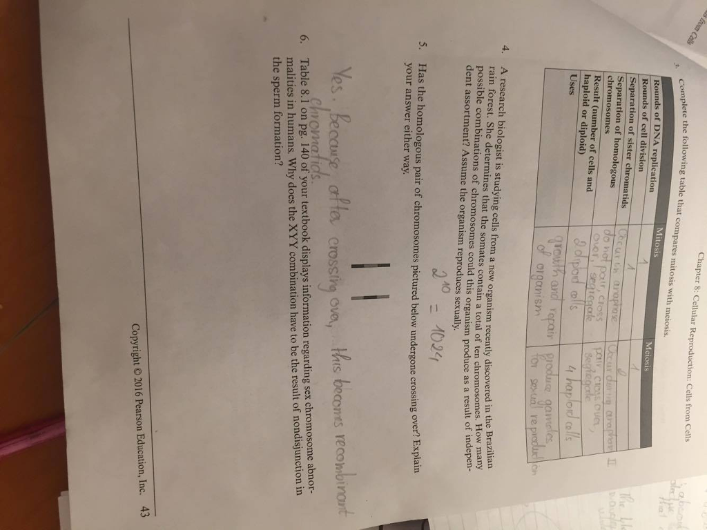 dna replication in mitosis vs meiosis