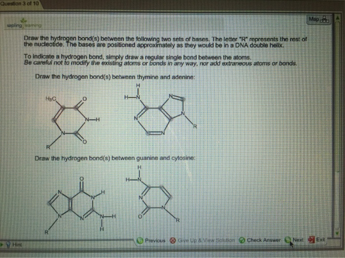 hydrogen bonds between thymine and adenine