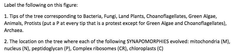 Question: Label the following on this figure:  Tips of the tree corresponding to Bacteria, Fungi, Land Plan...