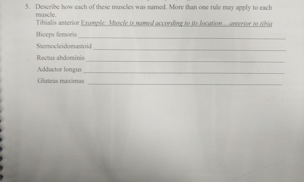 Solved: 5. Describe How Each Of These Muscles Was Named. M ...