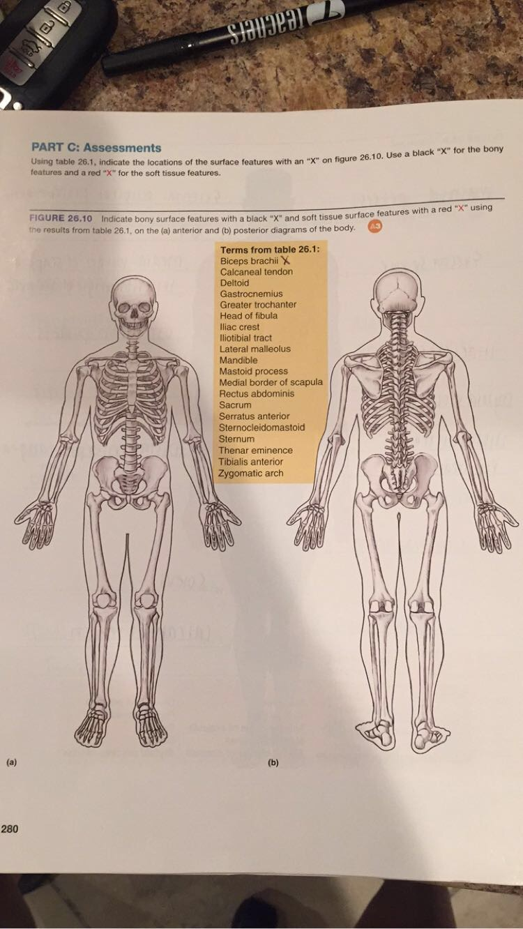 Full body marker set in (A) anterior (B) right lateral (C