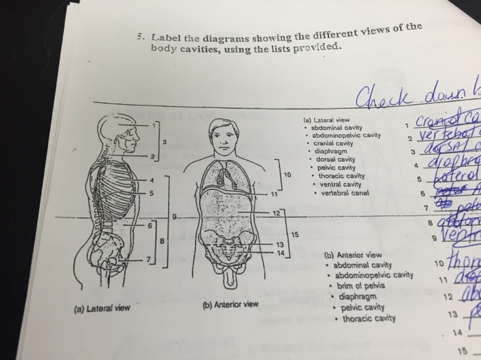 Solved: Label The Diagrams Showing The Different Views Of ... body cavities diagram labeled 