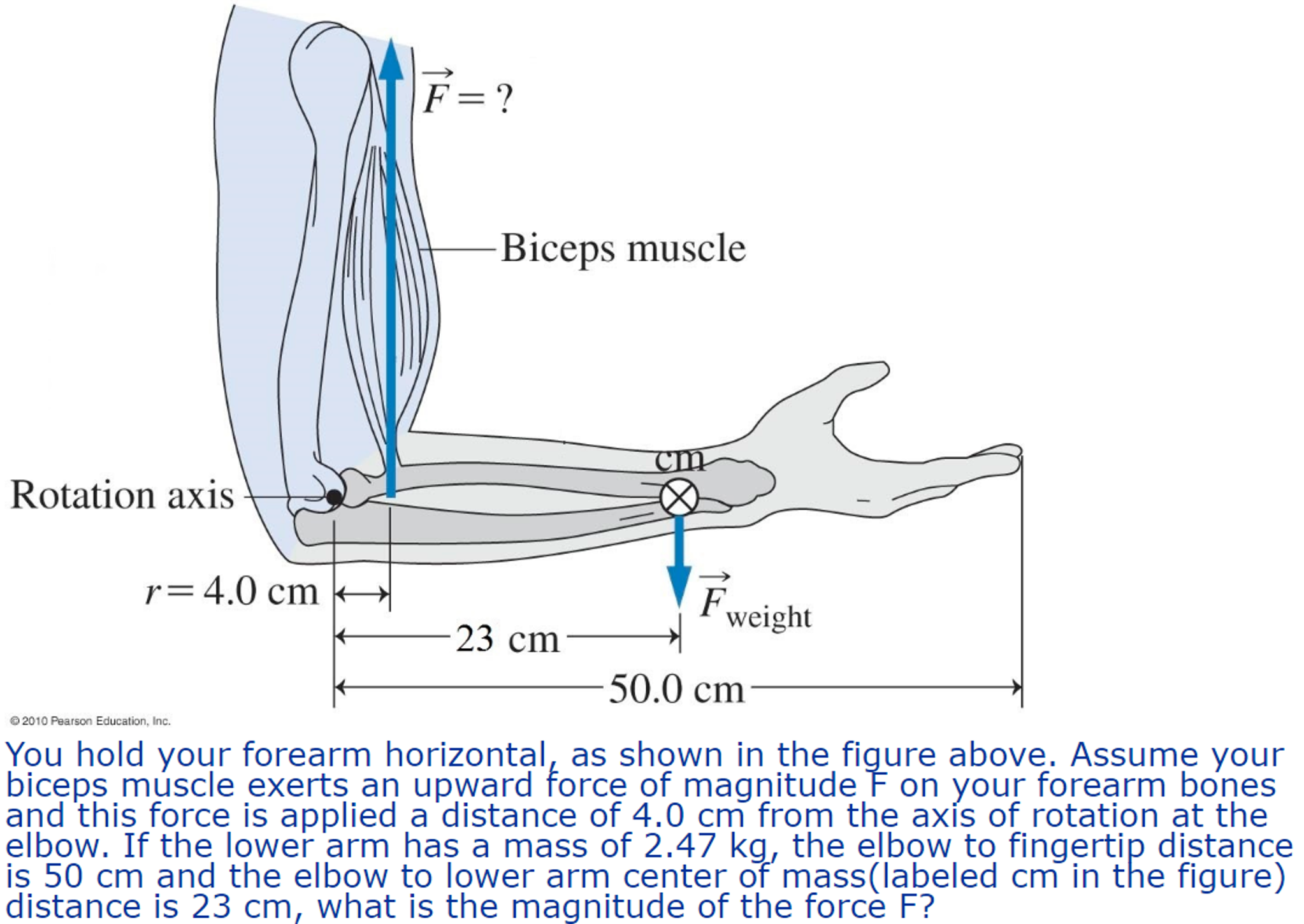 Solved You Hold Your Forearm Horizontal, As Shown In The