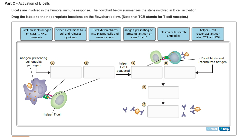 Immune Response Flow Chart Quizlet