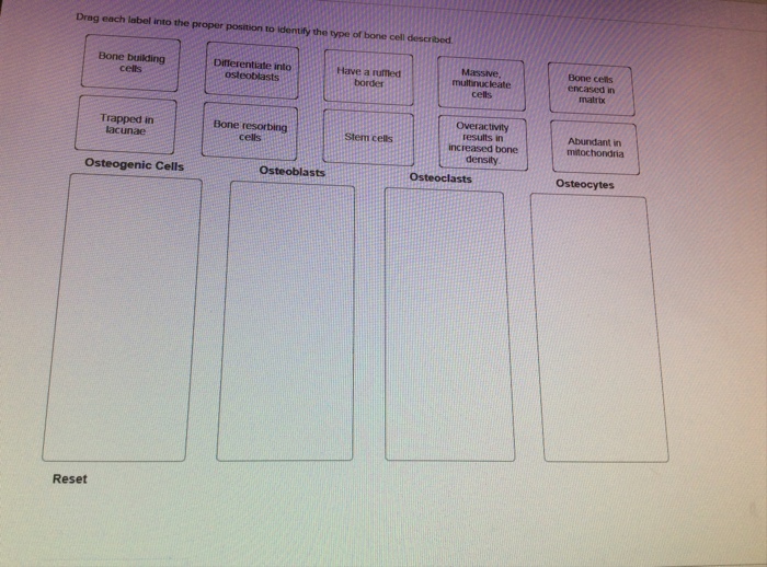 30 Drag Each Label Into The Proper Position To Identify The Type Of Bone Cell Described - Labels ...