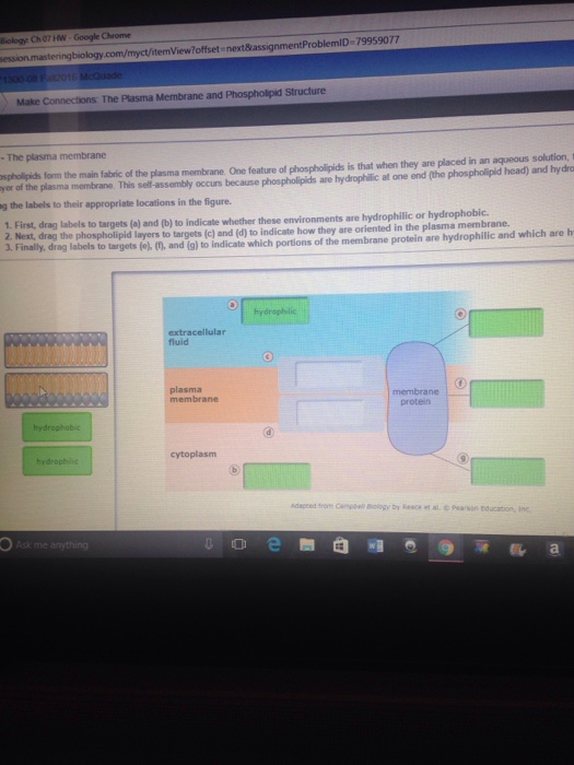 Solved From The Main Fabric Of The Plasma Membrane One Chegg Com