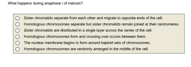 Solved What Happens During Anaphase I Of Meiosis Sister Chegg Com