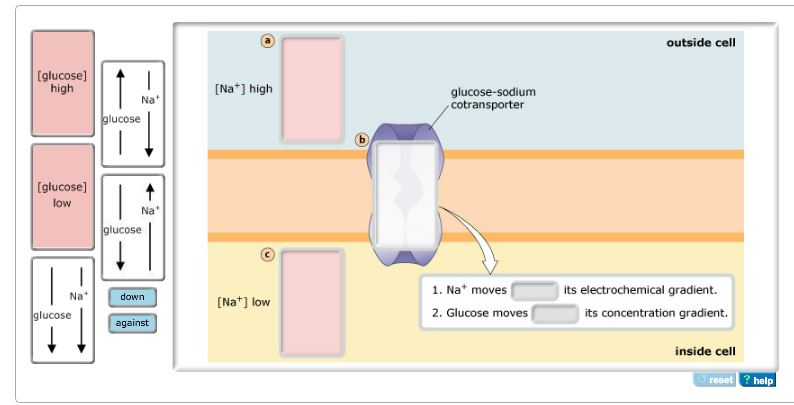glucose sodium cotransporter diagram
