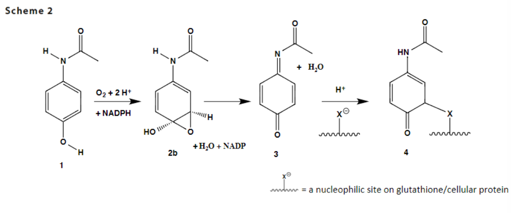 nadph glutathione Glutathione Pathways main image 1
