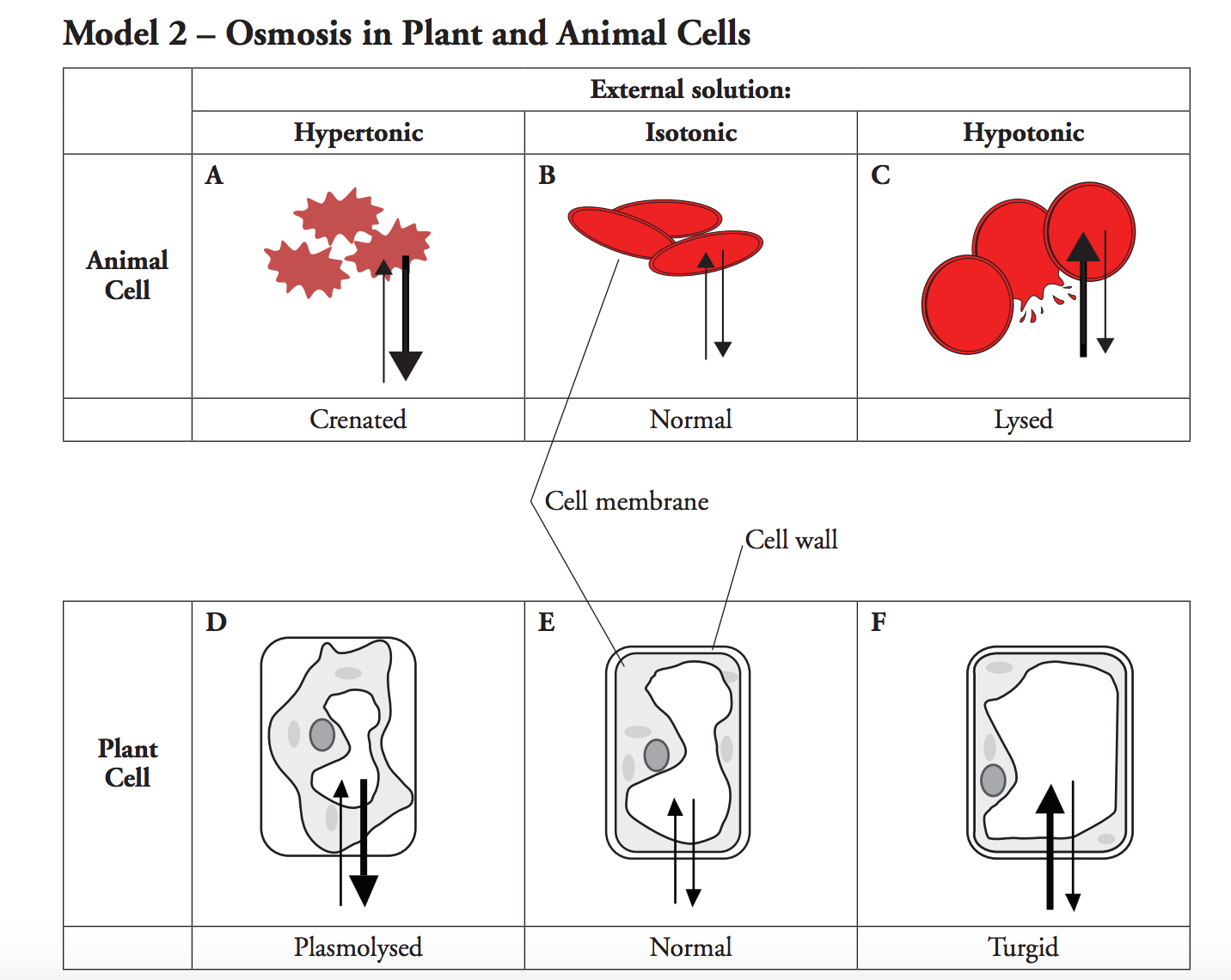 Osmosis In Animal Cells Diagram - Aflam-Neeeak