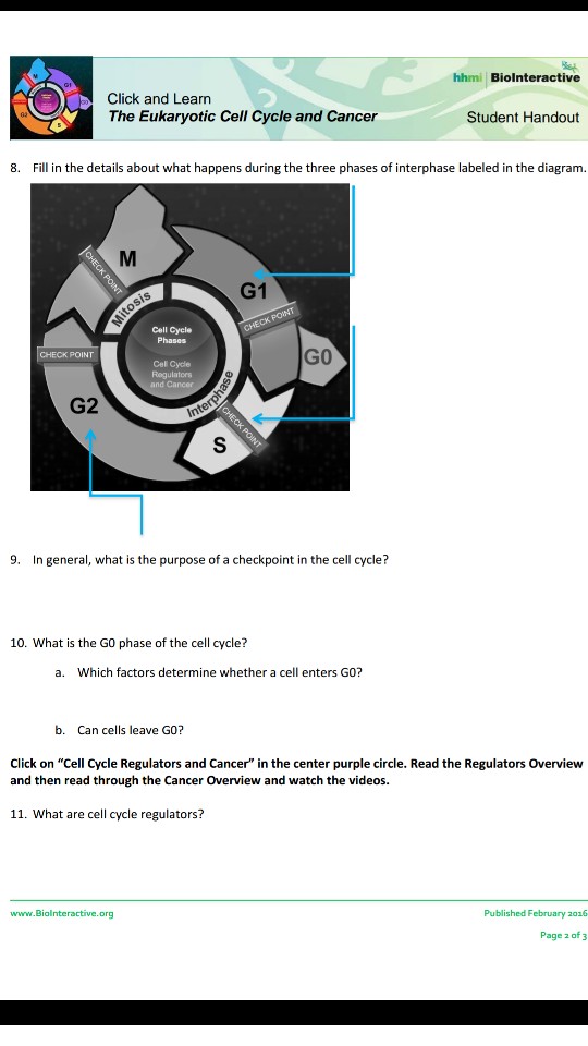 Solved Hhmi Biolnteractiv Click And Learn The Eukaryotic