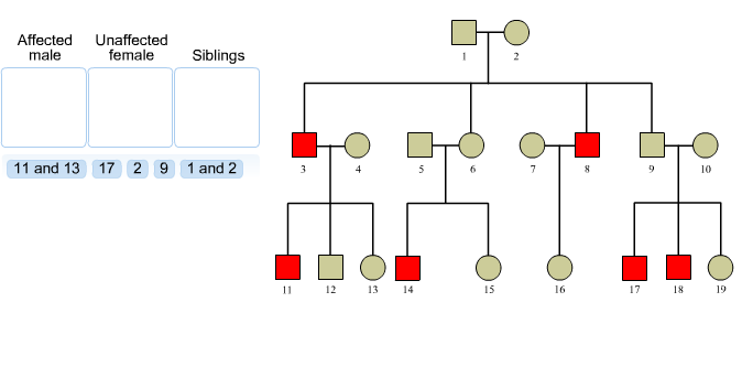 How To Label A Pedigree Chart