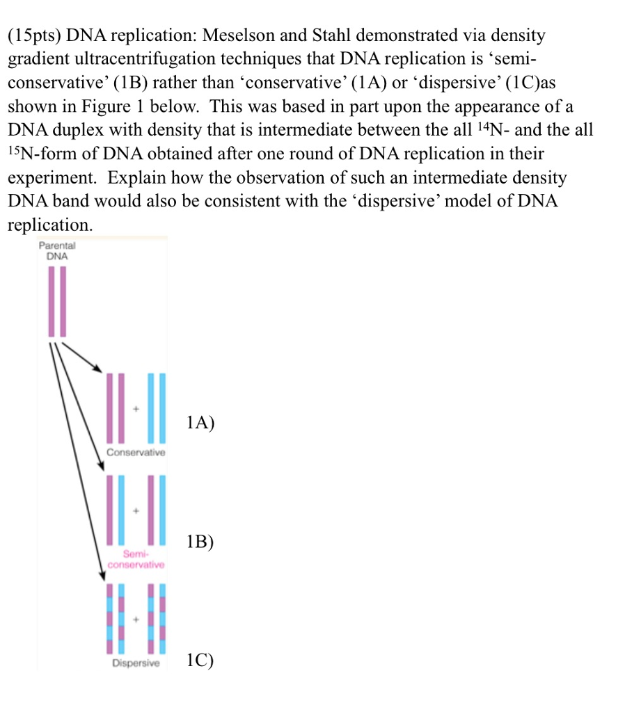 solved dna replication meselson and