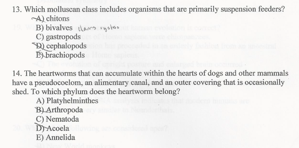 Solved 13 Which Molluscan Class Includes Organisms That