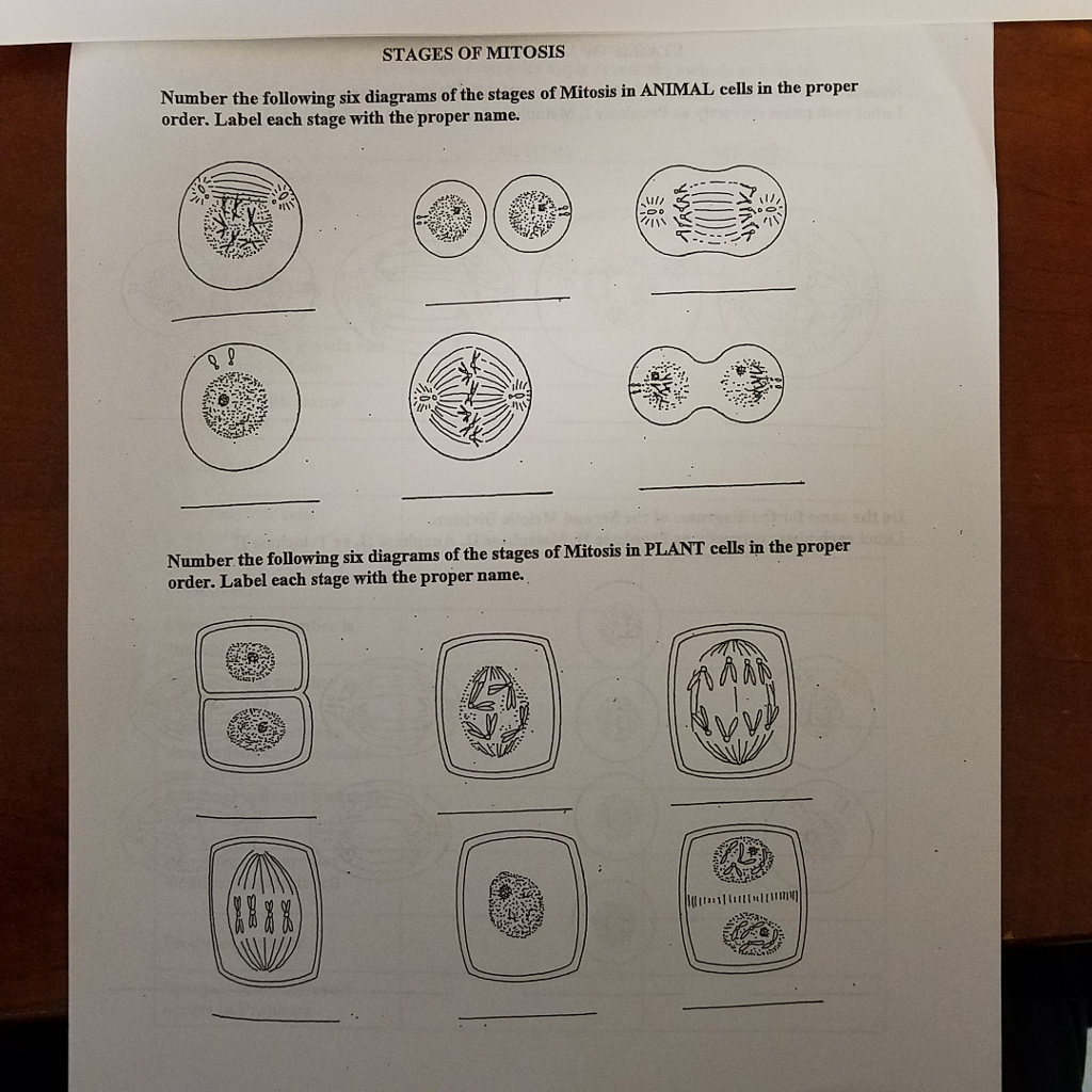 Stages Of Mitosis Number The Following Six Dia Order Chegg Com