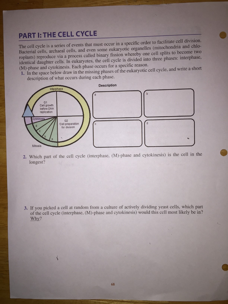 The cell cycle review worksheet answers picture