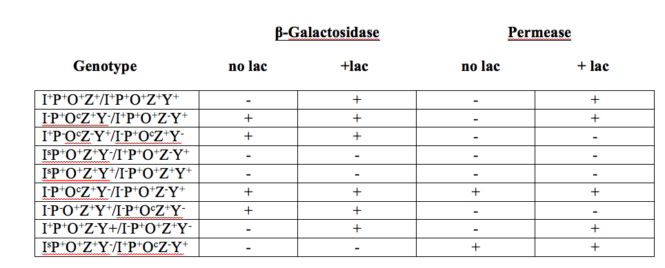 Solved The Map Of The Lac Operon Is Pozy The Promoter P Chegg Com