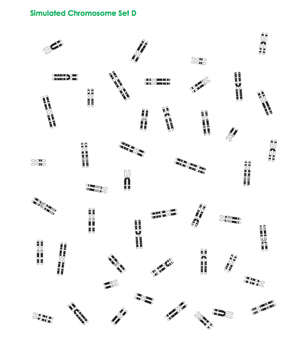 What Is A Karyotype Chart
