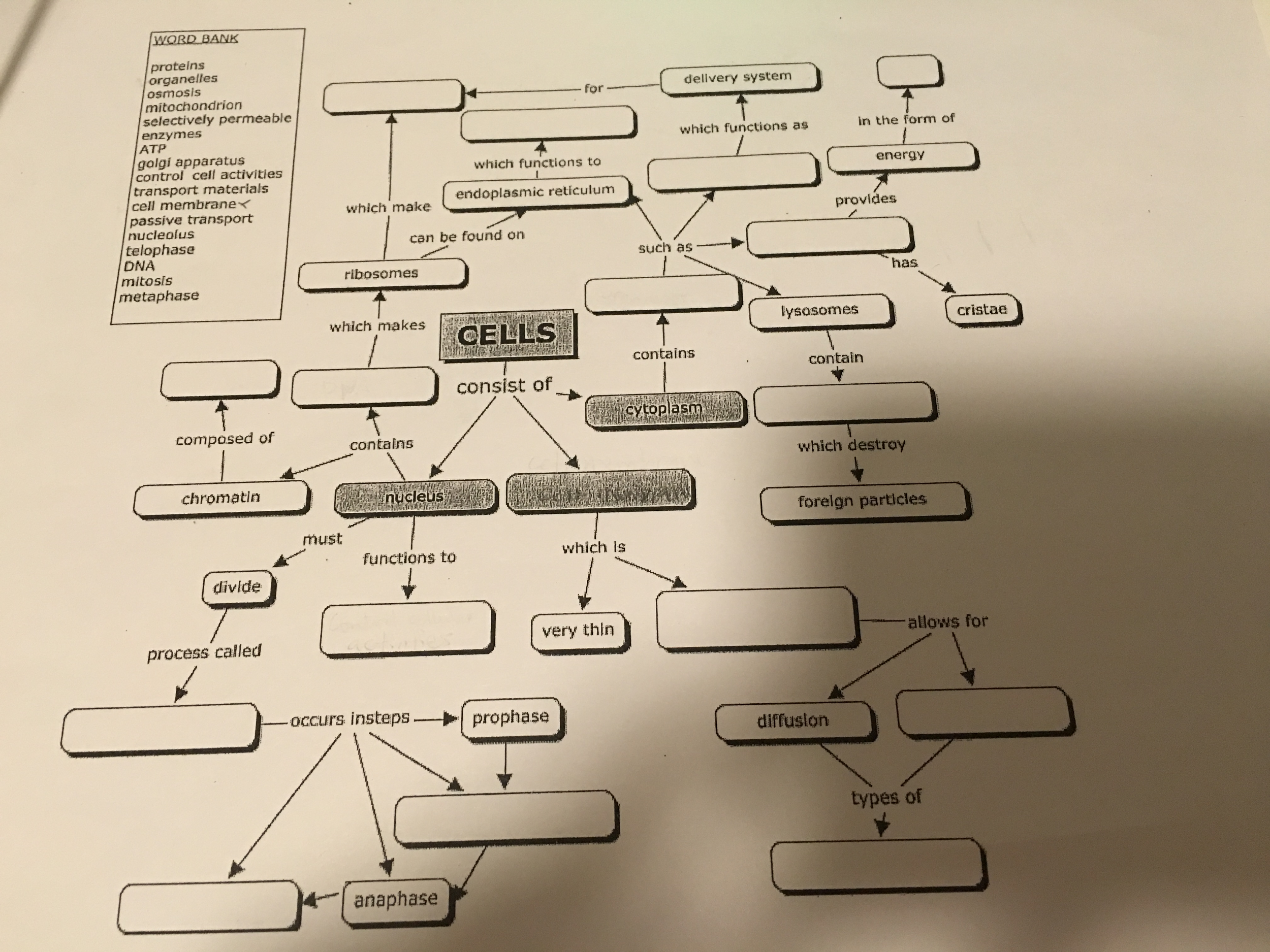 Cell Concept Map Answer Solved: WORD BANK Proteins Organelles Osmosis Mitochondrio 