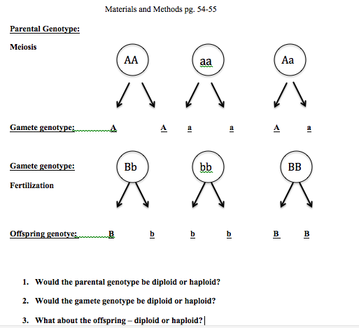 Dihybrid cross example image