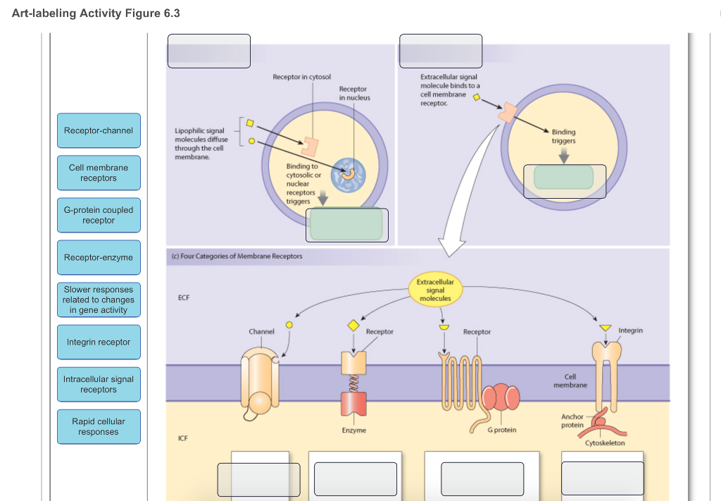 Wiring Diagram Database: Drag The Labels Onto The Diagram To Identify Features Of Cell Signaling ...