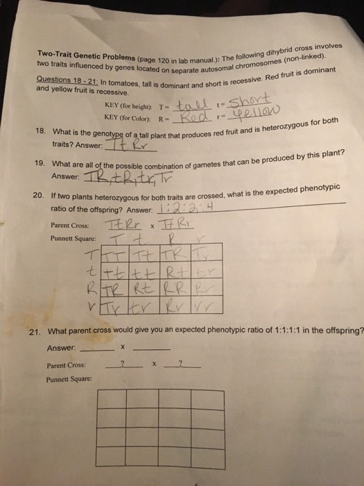 Solved The Following Dihybrid Cross Involves Two Traits I Chegg Com