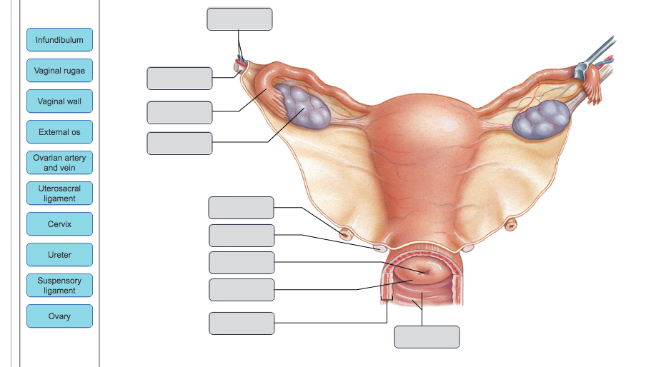 uterosacral ligament ureter