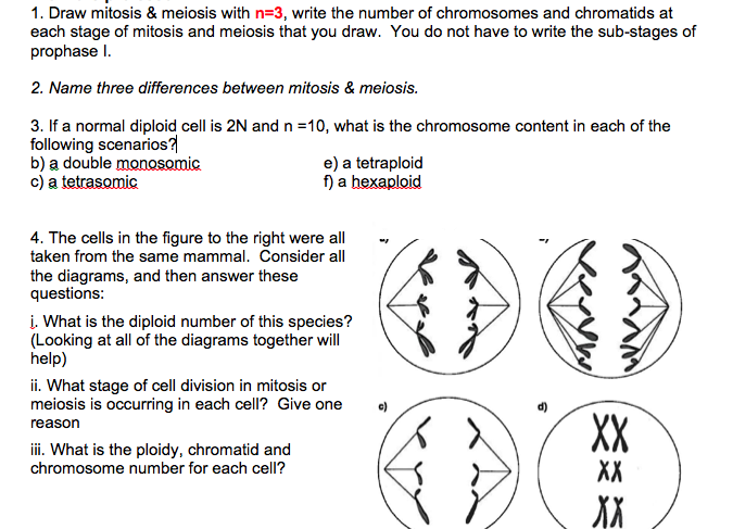 Solved Draw Mitosis Meiosis With N 3 Write The Numbe