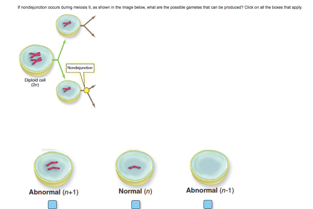 Solved If Nondisjunction Occurs During Meiosis II, As Sho