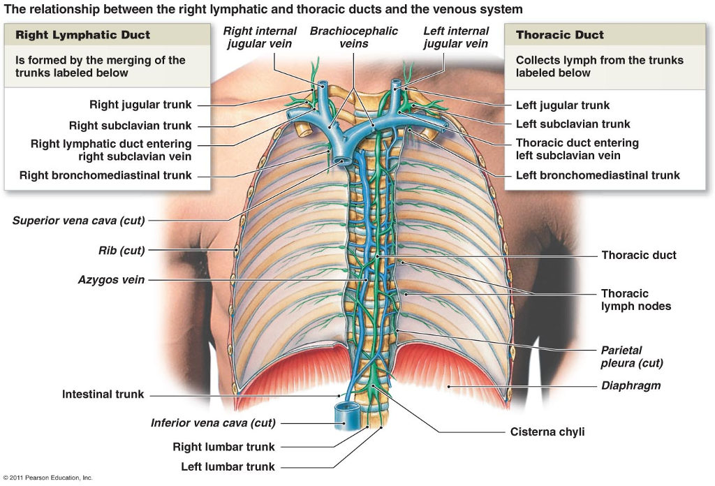 Solved: I Am Having Trouble Understanding How Lymph Emptie... | Chegg.com