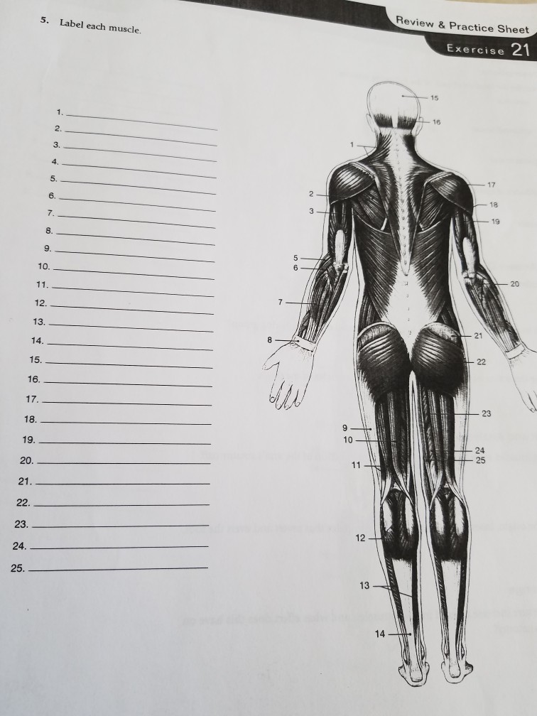 Muscle homework sheet picture