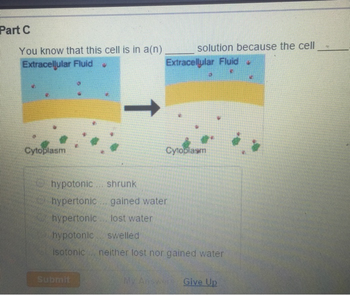 Solved You Know That This Cell Is In A(n) Solution Becaus