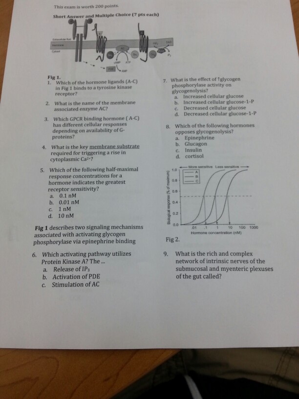 Sho Rt Short Is Answer 200 This Solved: ... Worth Exam Points