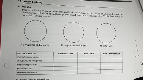 Solved Draw Cells From The Gram Stained Slides And Label Chegg Com