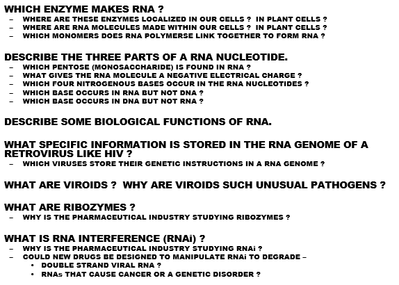 what are ribozymes