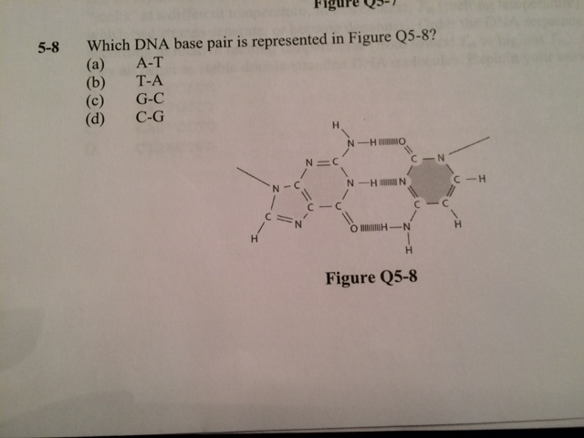 Solved Which Dna Base Pair Is Represented In Figure Q5 8 Chegg Com