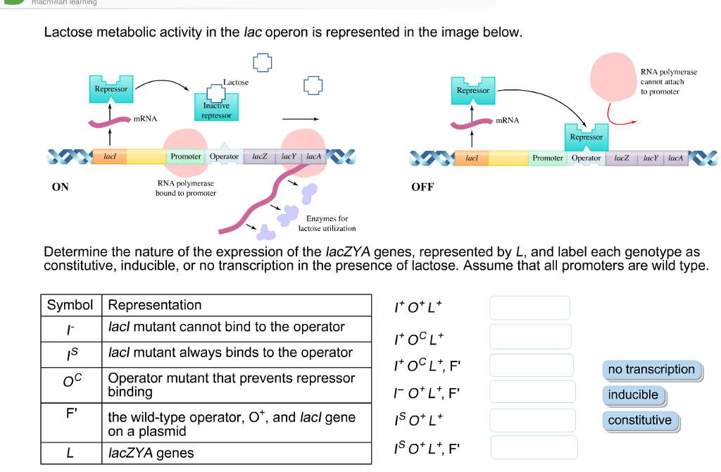 lac operon without lactose