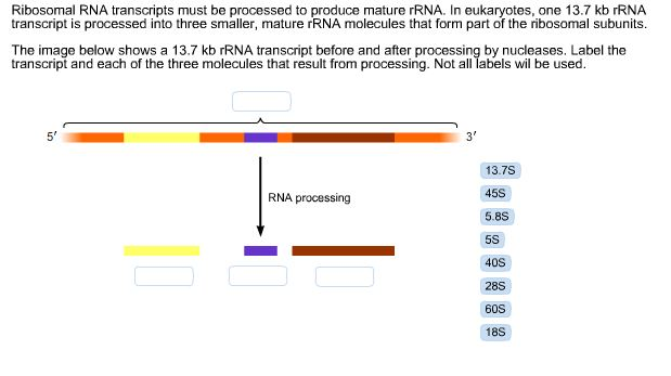 BY210 - Chapter 7 - Linkage, Recombination, and Eukaryotic Gene Mapping  Flashcards