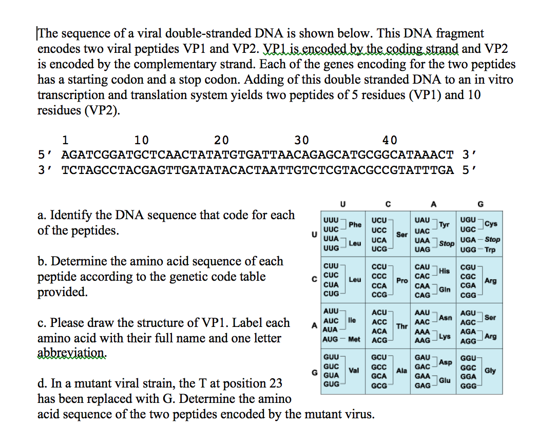 Solved The Sequence Of A Viral Double Stranded Dna Is Sho Chegg Com